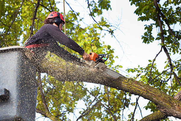 Professional Tree Services in Spotswood, NJ